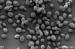 torulaspora delbrueckii